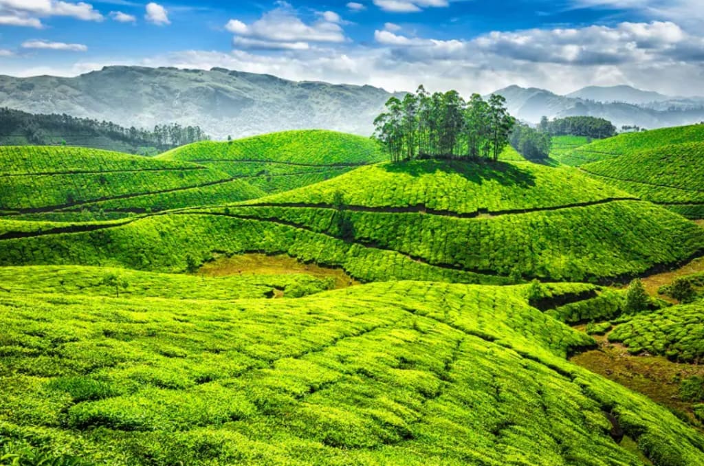 Nilgiri Executive Circuit