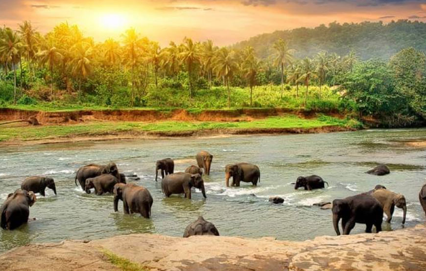 Thekkady Wildlife & Spice